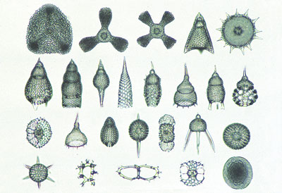 Radiolaria espécies variadas