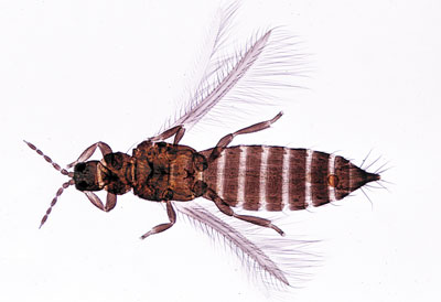 Thysanoptera tripes de adulto