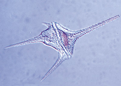 ceratium hirundinella dinoflagelados