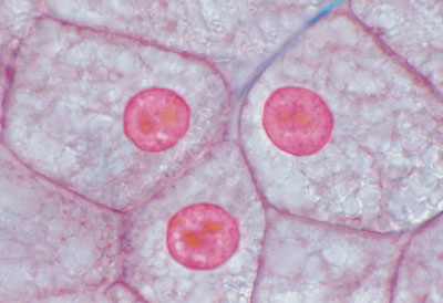 célula animal simples em secções de fígado de salamandra