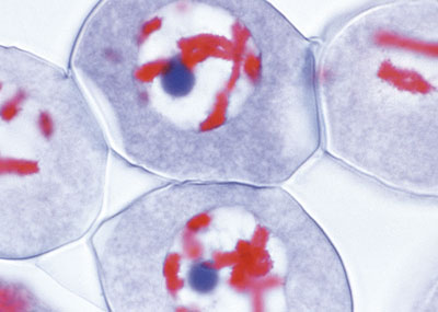 célula mãe de pólen de lilium